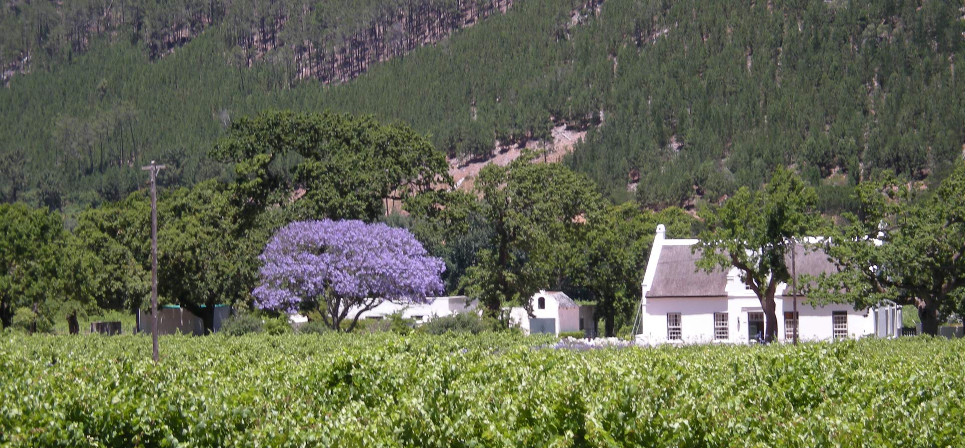 Travel reviews Franschhoek