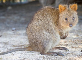 Quokka on Rottnest Island